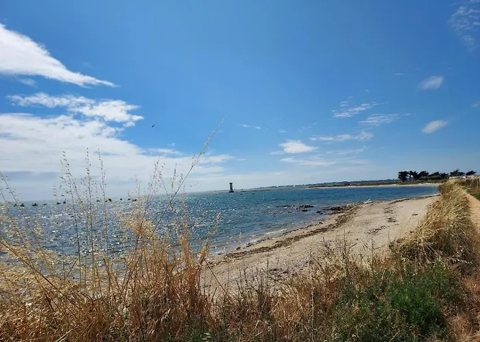 L'avocette